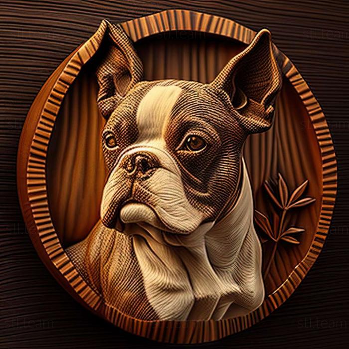 Boston Terrier dog